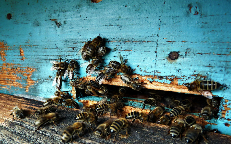 Bee and Hive Removal and Structural Repair